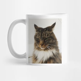 Owl cat Mug